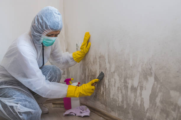 Best Attic Mold Remediation in Lovelock, NV