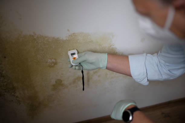 Best Emergency Mold Remediation in Lovelock, NV