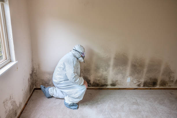 Reliable Lovelock, NV Mold Remediation Solutions