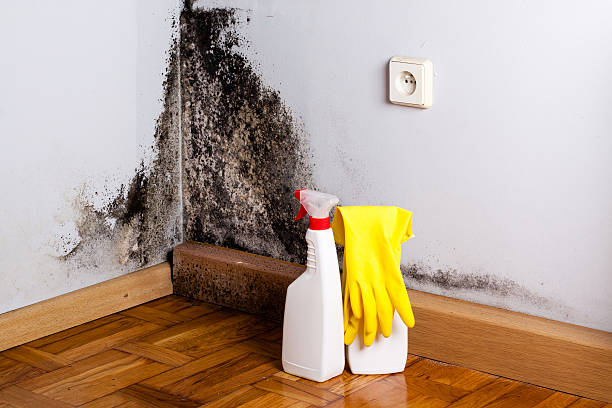 Best DIY Mold Remediation Support Services in Lovelock, NV