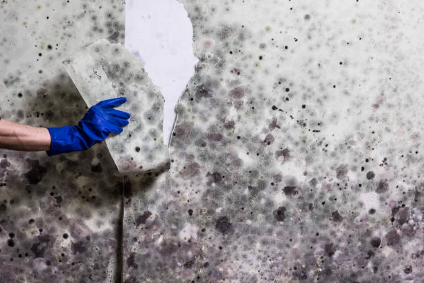 Best Residential Mold Remediation in Lovelock, NV