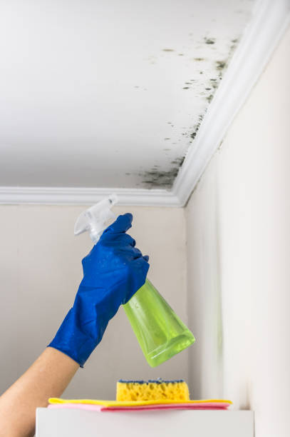 Best Residential Mold Remediation in Lovelock, NV